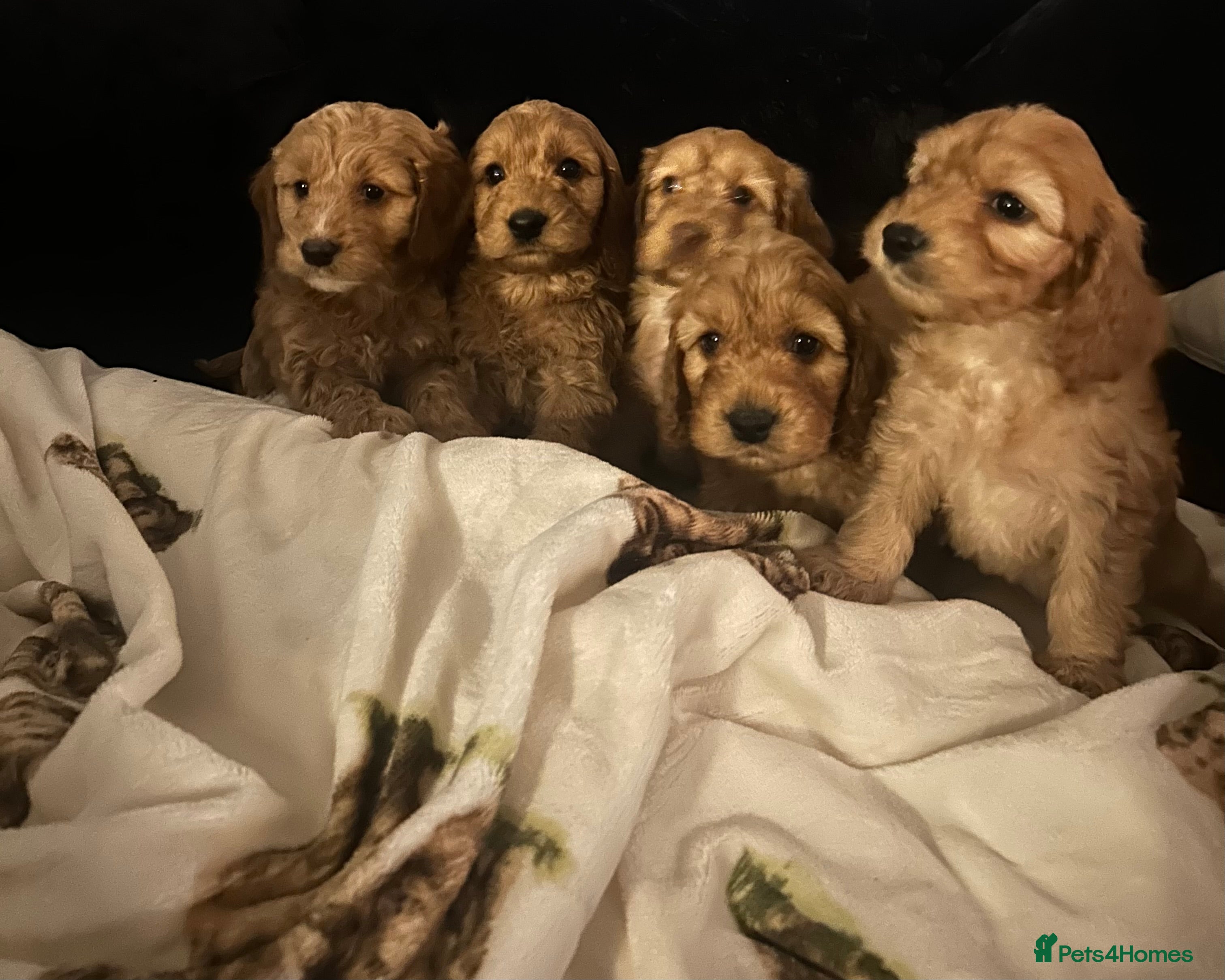 Cockapoo dogs Beautiful Red Cockerpoo Puppies - Advert 15