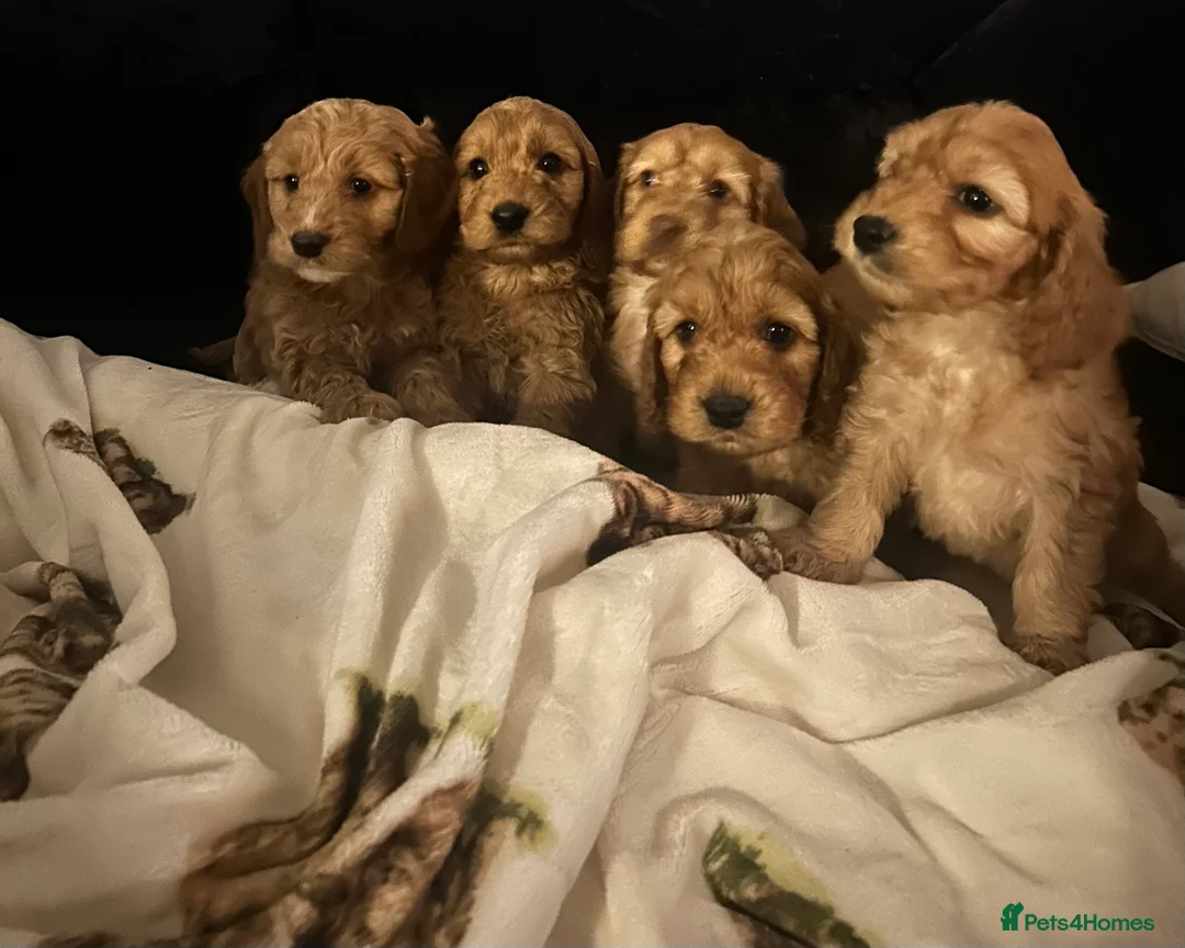 Cockapoo dogs for sale: Beautiful Red Cockerpoo Puppies - Advert 3