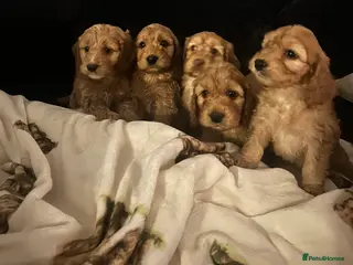 Cockapoo dogs Beautiful Red Cockerpoo Puppies - Advert 15