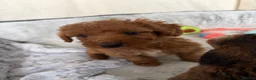 Cockapoo dogs for sale: 🐾BEAUTIFUL F1 COCKERPOOS REGISTERED BREEDER 🐾 - Advert 22