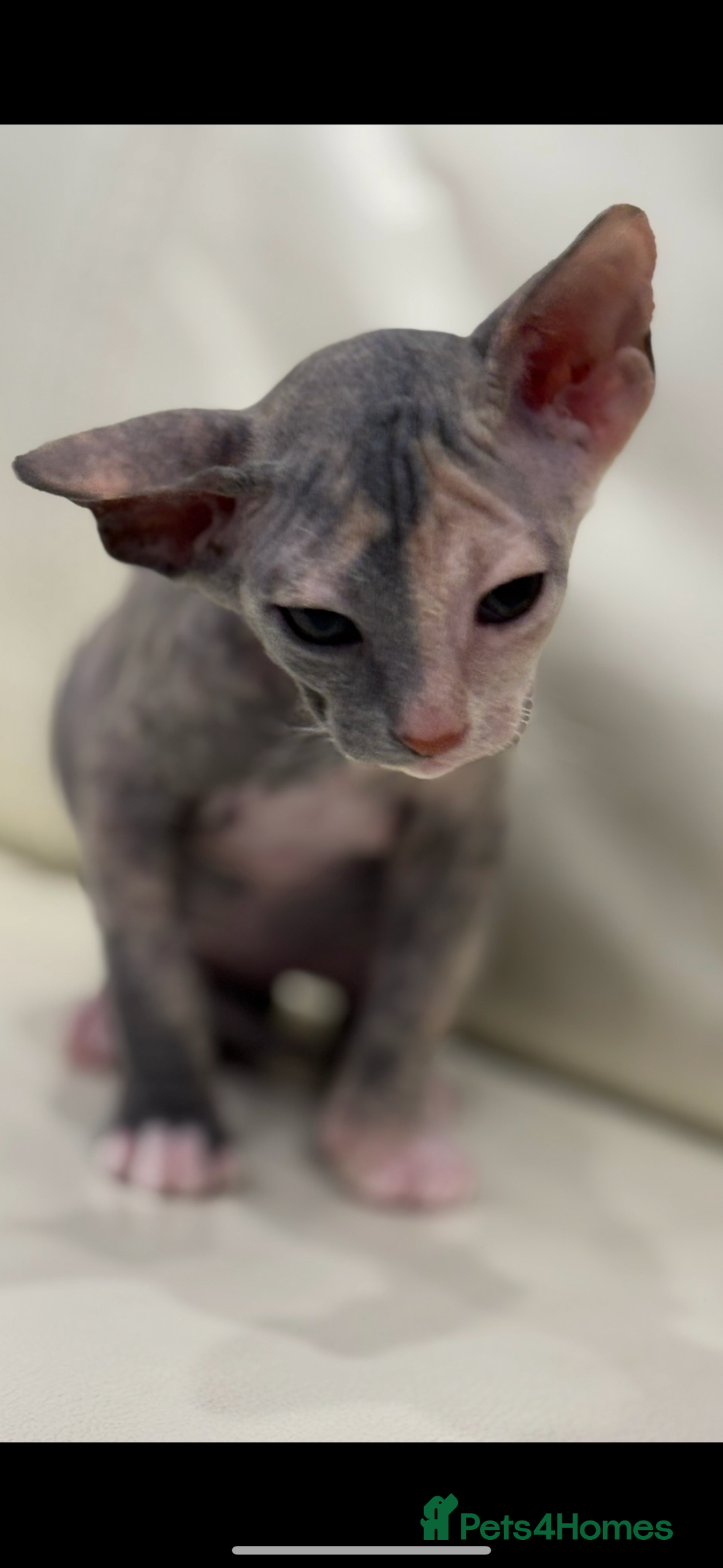 Sphynx cats for sale: Donskoy - Advert 20