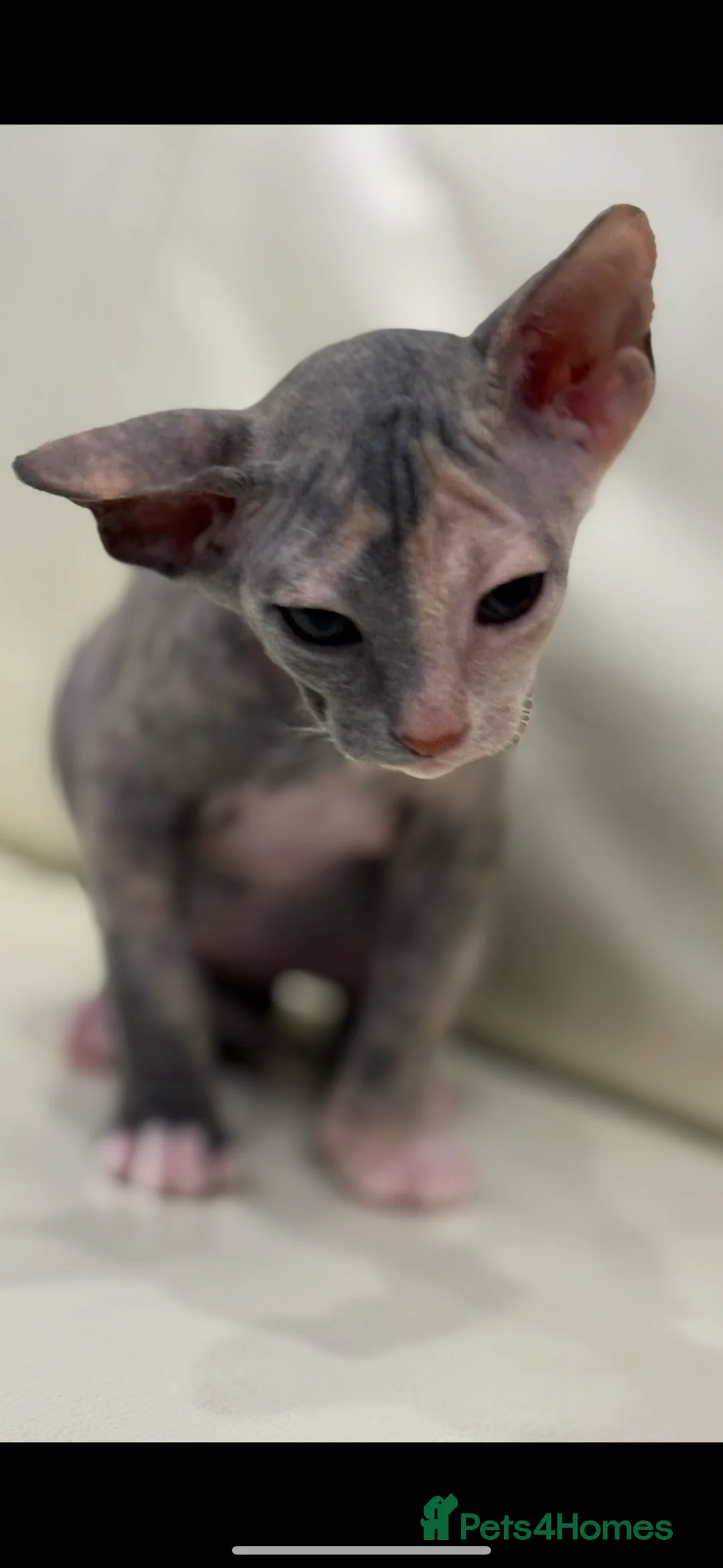 Sphynx cats for sale: Donskoy - Advert 20