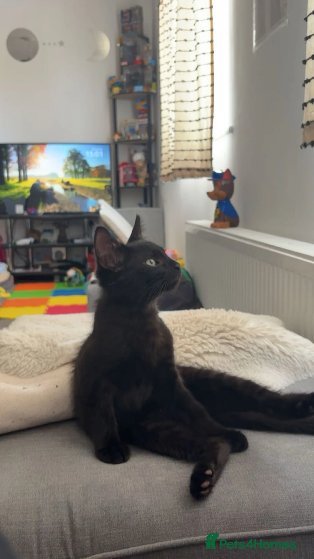Mixed Breed cats for sale: 2 male kittens  - Advert 2