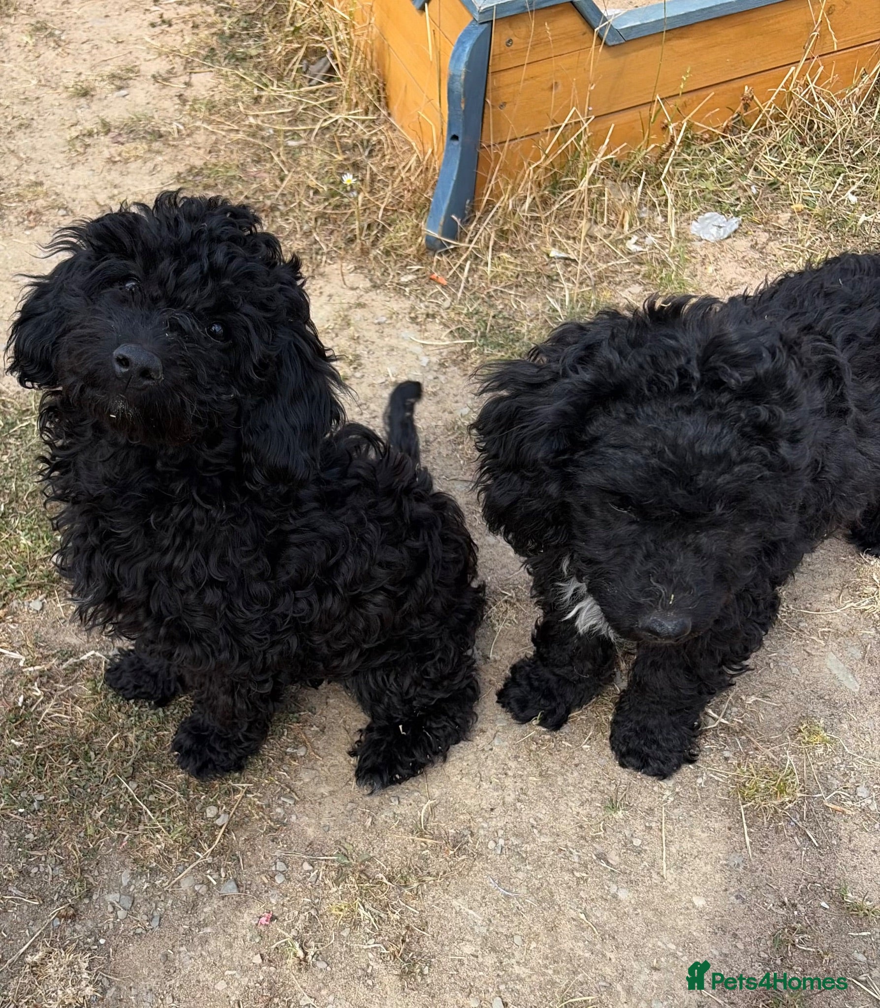 Mixed Breed dogs Cockachon /cockerchon pups  - Advert 2