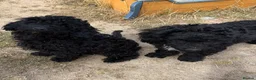 Mixed Breed dogs for sale: Cockachon /cockerchon pups  - Advert 2