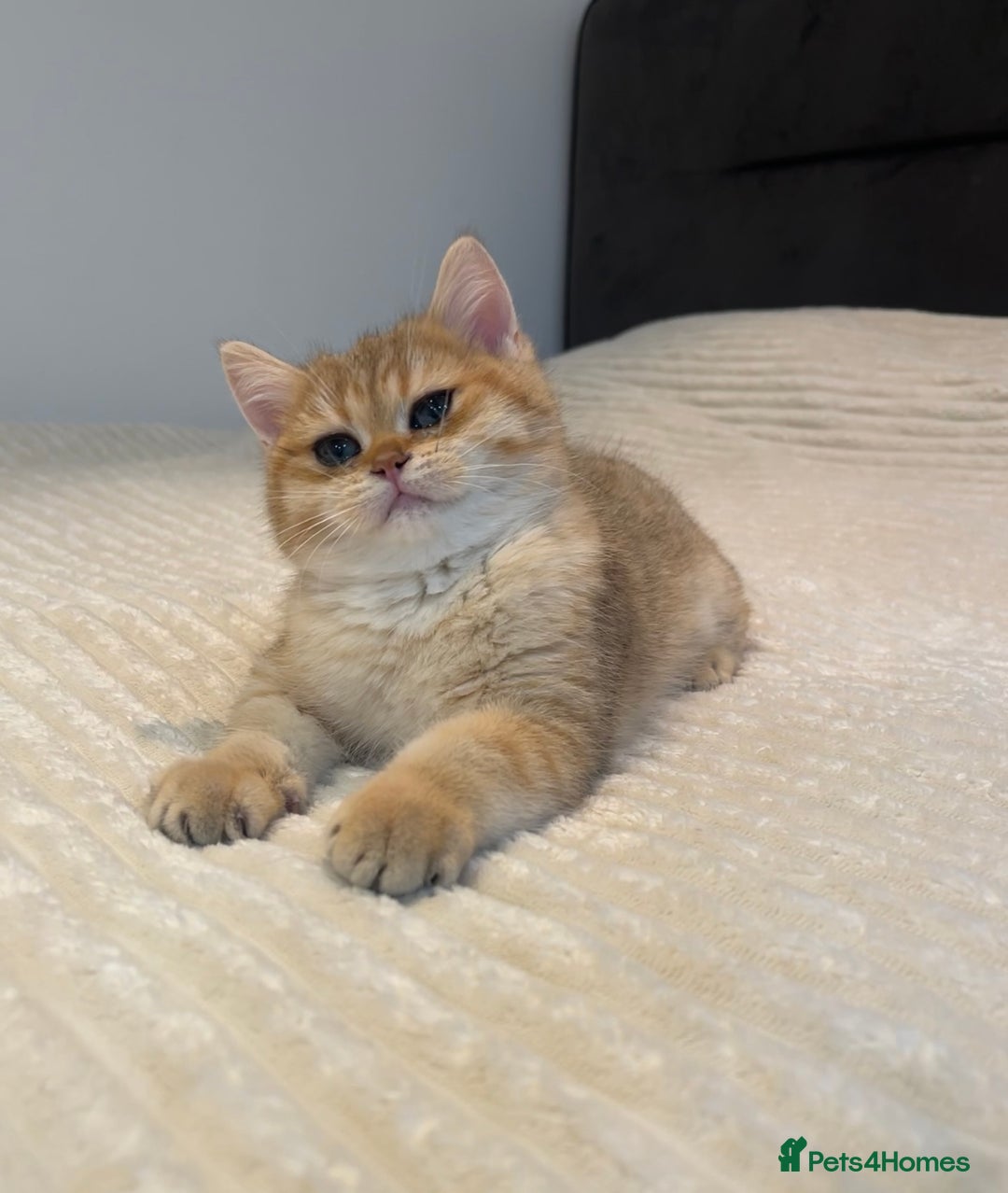 British Shorthair cats for sale: *1Left* GCCF Registered Champion line Golden BSH - Advert 3