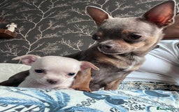 Chihuahua dogs for sale: Adorable apple head short coat chihuahua puppies.  - Image 7