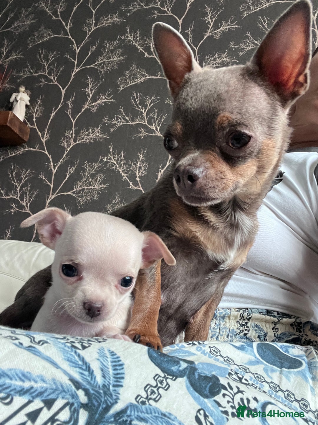 Chihuahua dogs for sale: Adorable apple head short coat chihuahua puppies.  - Image 7