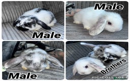 Mini Lop rabbits for sale: 7 beautiful mini lops  - Advert 4