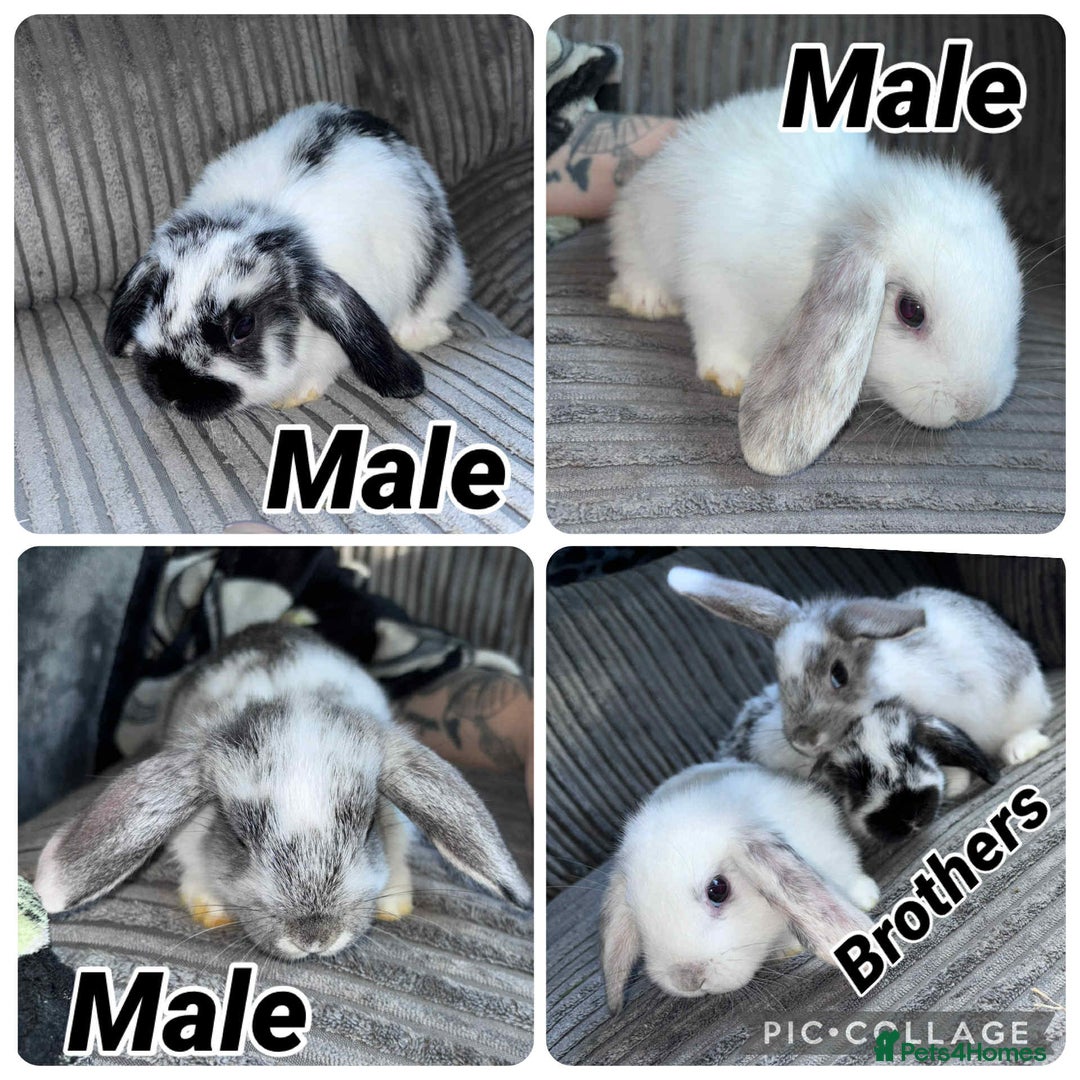 Mini Lop rabbits for sale: 7 beautiful mini lops  - Advert 4