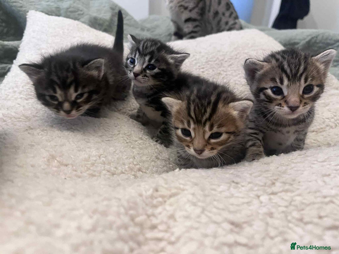 Bengal cats for sale: 5 bengal x Mainecoon kittens for sale - Image 1