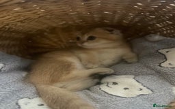 Scottish Fold cats for sale: Gold Chinchilla Scottish fold baby’s  - Image 10