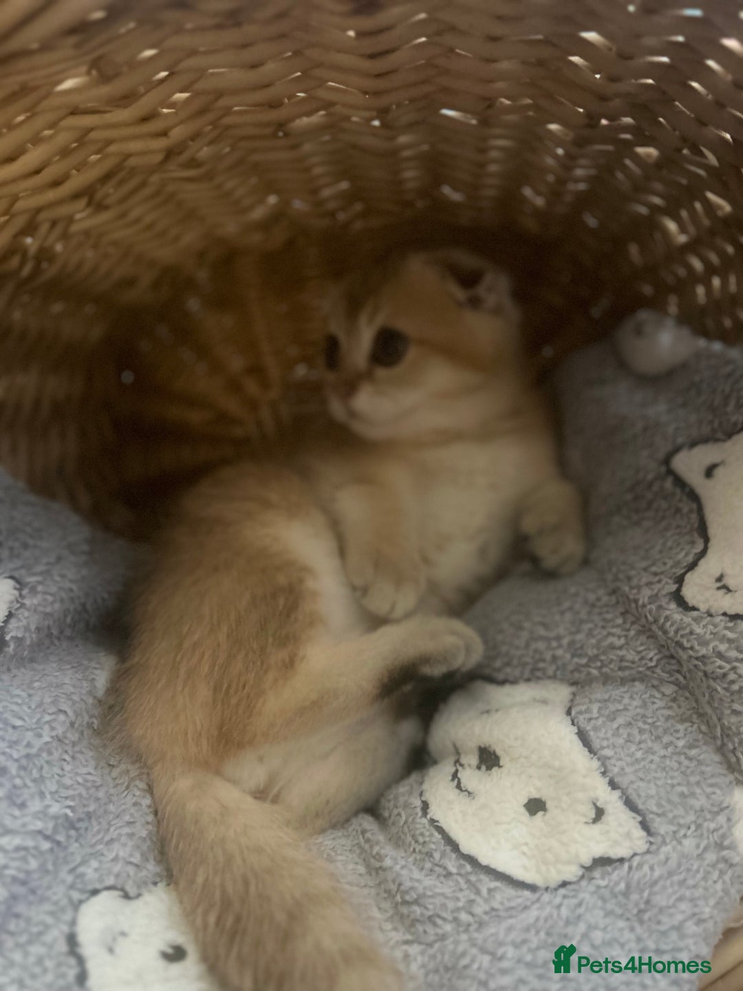 Scottish Fold cats for sale: Gold Chinchilla Scottish fold baby’s  - Image 10