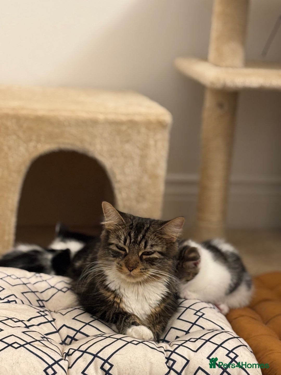 Mixed Breed cats for sale: Gorgeous mixed kittens from European Tabby breed - Image 9