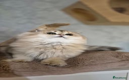 Scottish Fold cats for sale: I girl left! TICA reg. Scottish Fold ready to go - Image 2