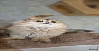 Scottish Fold cats - Advert 13