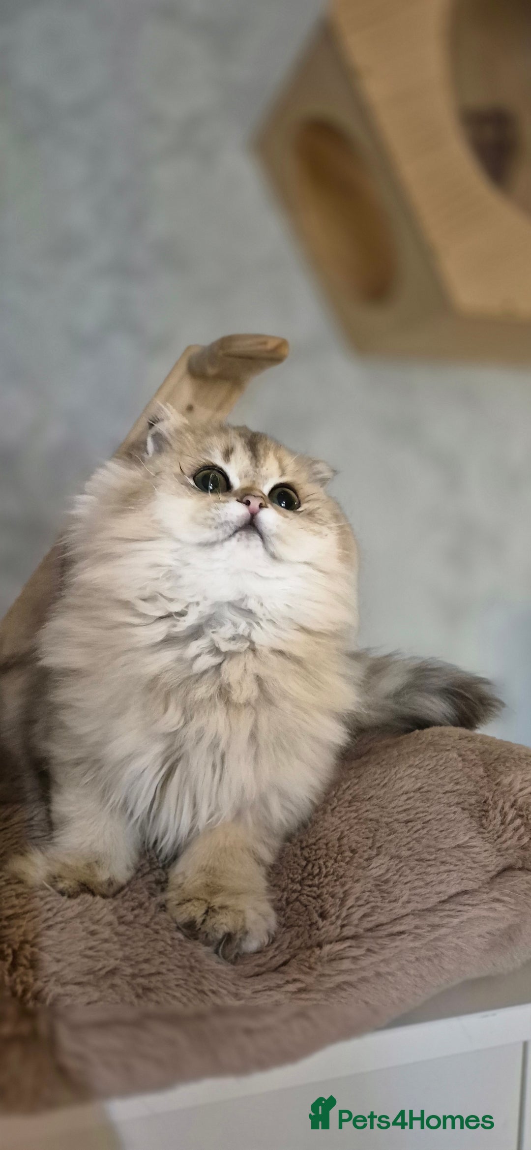 Scottish Fold cats for sale: I girl left! TICA reg. Scottish Fold ready to go - Image 2