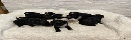 Mixed Breed dogs for sale: Fab❤️ Tibetan terrier X Miniature poodle puppies❤️ - Advert 10