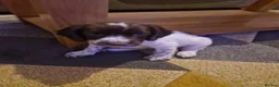 English Springer Spaniel dogs for sale: English springer spaniel  - Advert 3