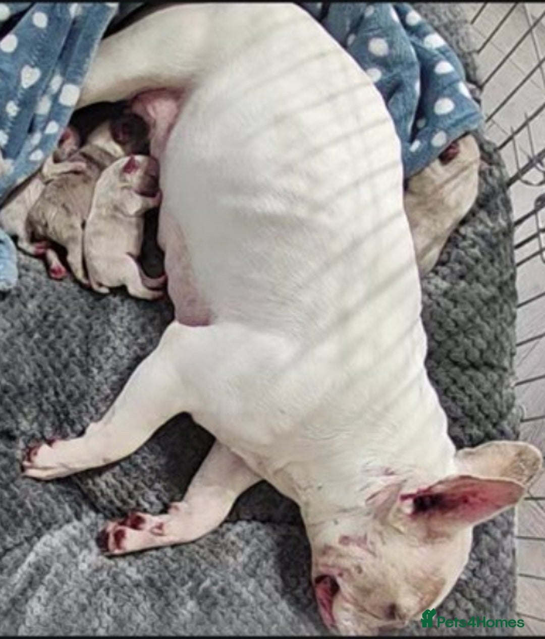 French Bulldog dogs for sale: French Bulldog Puppy’s  - Advert 18