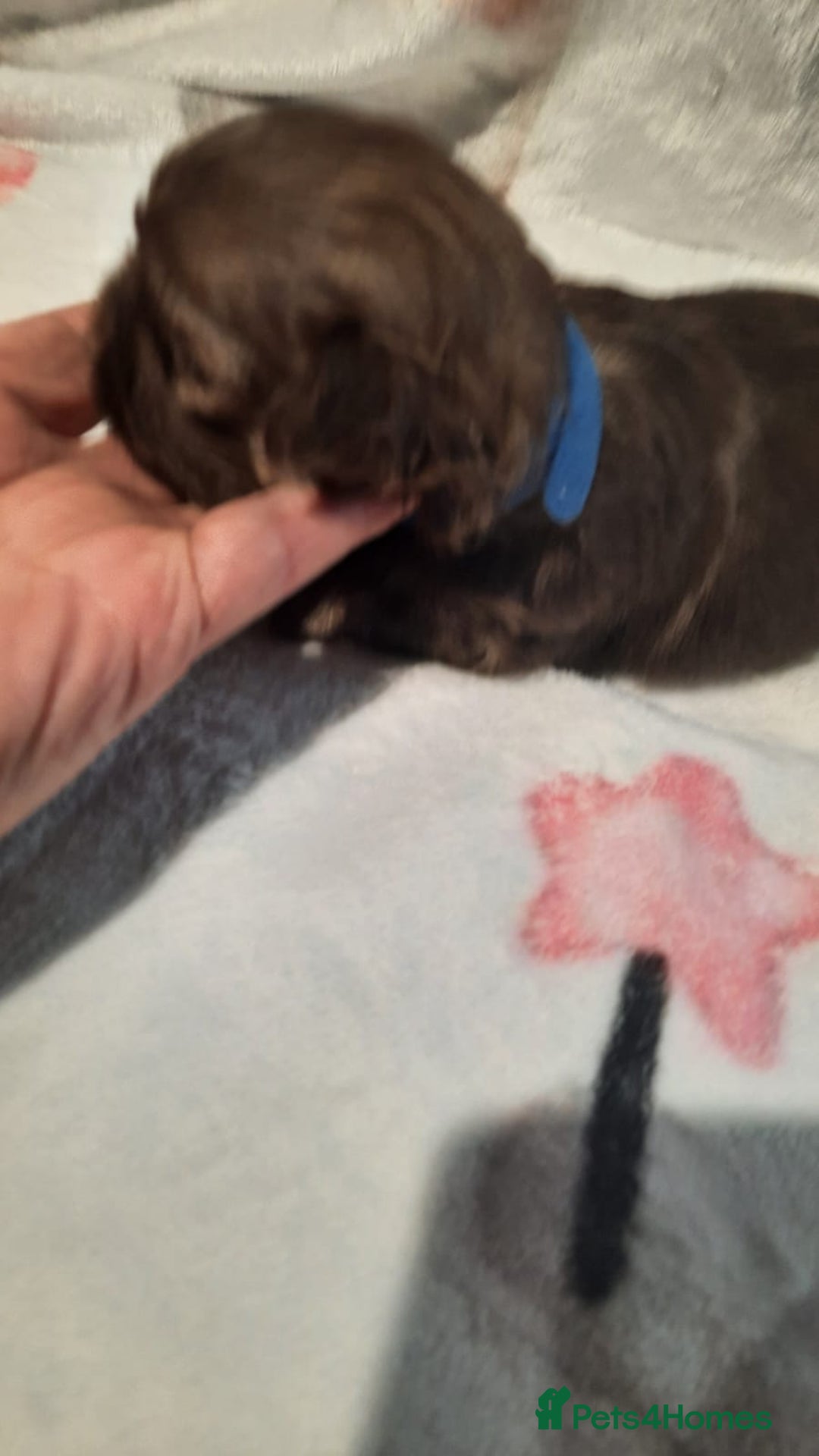 Shih Tzu dogs for sale: KC Registered Imp Shihtzu pups - Image 20