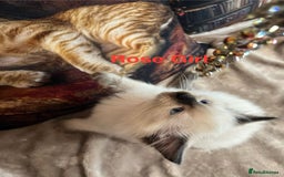Ragdoll cats for sale: Quick sale - Image 16