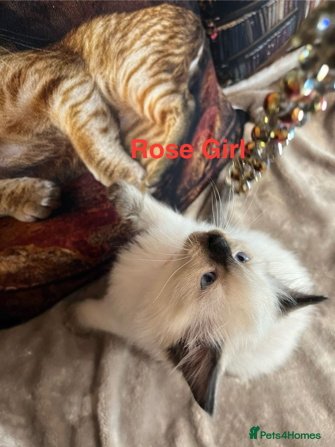 Ragdoll cats for sale: Quick sale - Image 16