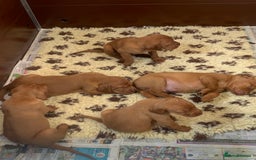 Hungarian Vizsla dogs for sale: Stunning Hungarian Vizsla Puppies  - Image 12