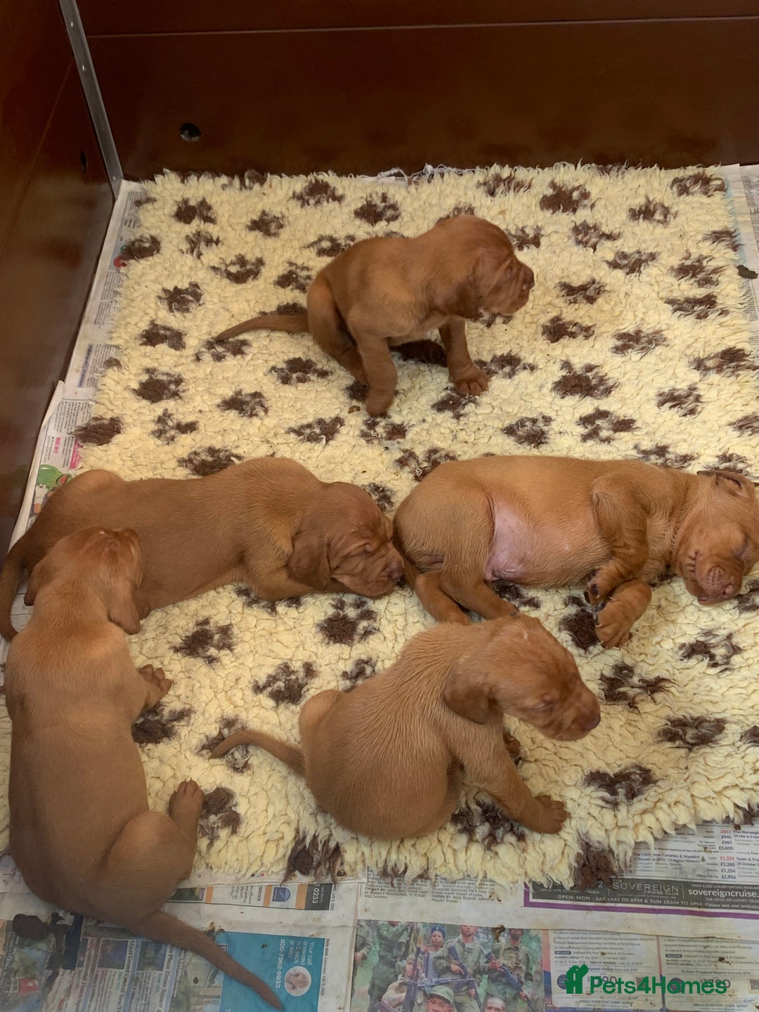 Hungarian Vizsla dogs for sale: Stunning Hungarian Vizsla Puppies  - Image 12