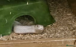 Corn Snake reptiles for sale: Snow corn and viv - Image 10