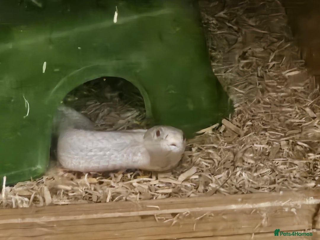 Corn Snake reptiles for sale: Snow corn and viv - Image 10