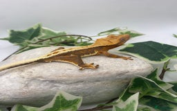 Gecko reptiles for sale: Vibrant Lily white crested gecko  - Image 5