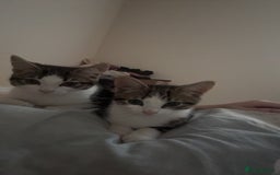 Mixed Breed cats for sale: X2 kitten brothers for rehome  - Image 3