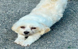 Havanese dogs for sale: Pure Havanese girl. Around ten years old - Image 3