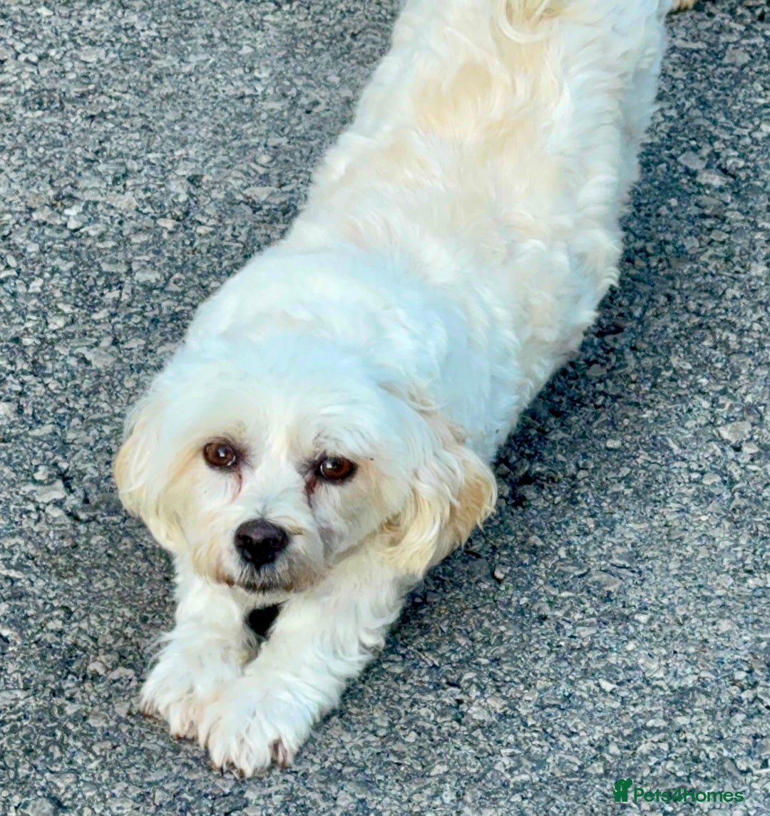 Havanese dogs for sale: Pure Havanese girl. Around ten years old - Image 3