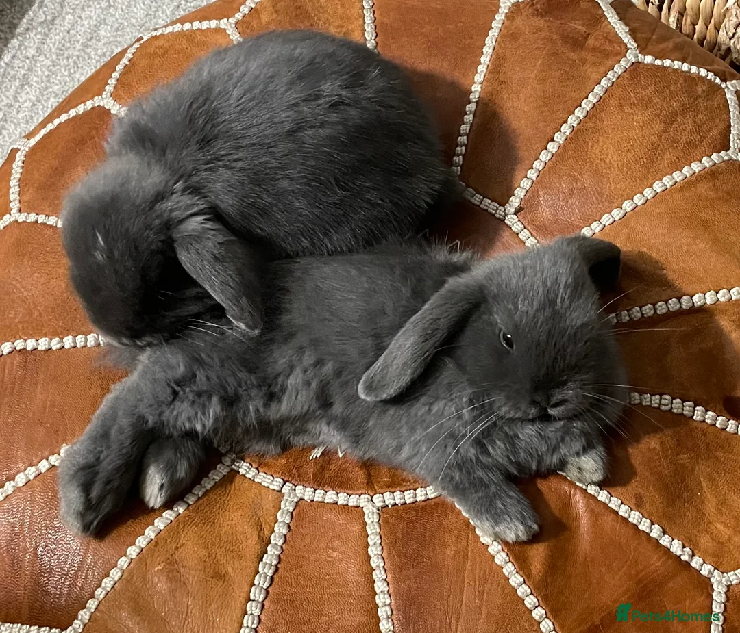 Mini Lop rabbits for sale: 2 Baby Mini Lops Worcestershire Malvern £50 in Malvern - Advert 1
