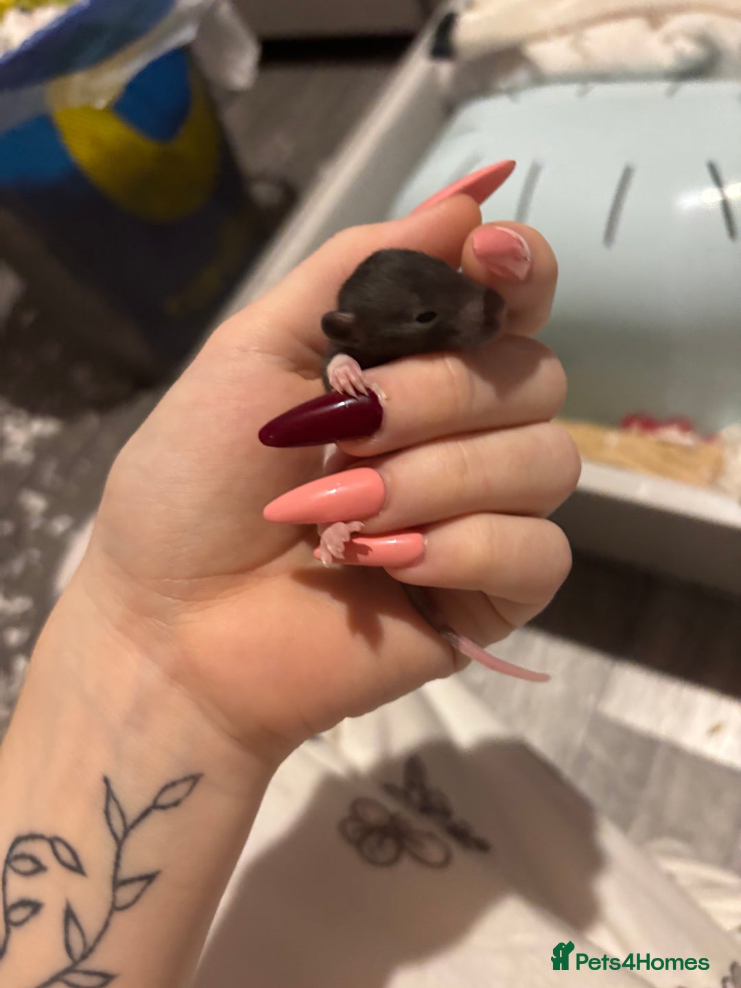 Rat rodents for sale: BABY RATS FOR SALE ( end of jan / start of feb) - Advert 2