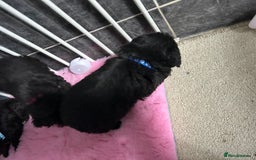 Jackapoo dogs for sale: 5 jackapoo puppies  - Image 6