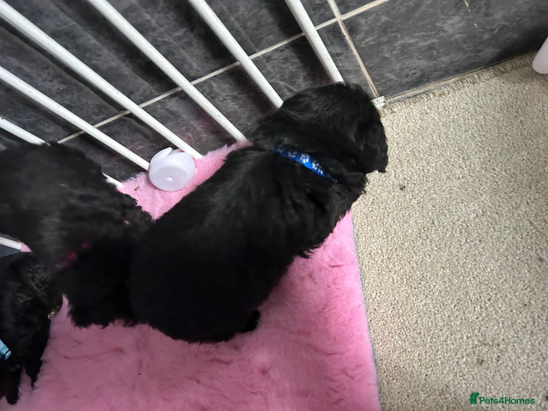 Jackapoo dogs for sale: 5 jackapoo puppies  - Image 6
