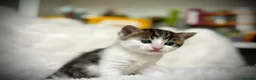 Mixed Breed cats for sale: 🐾 Beautiful Baby Kittens - Ragdoll x Bengal 🐾 - Advert 20