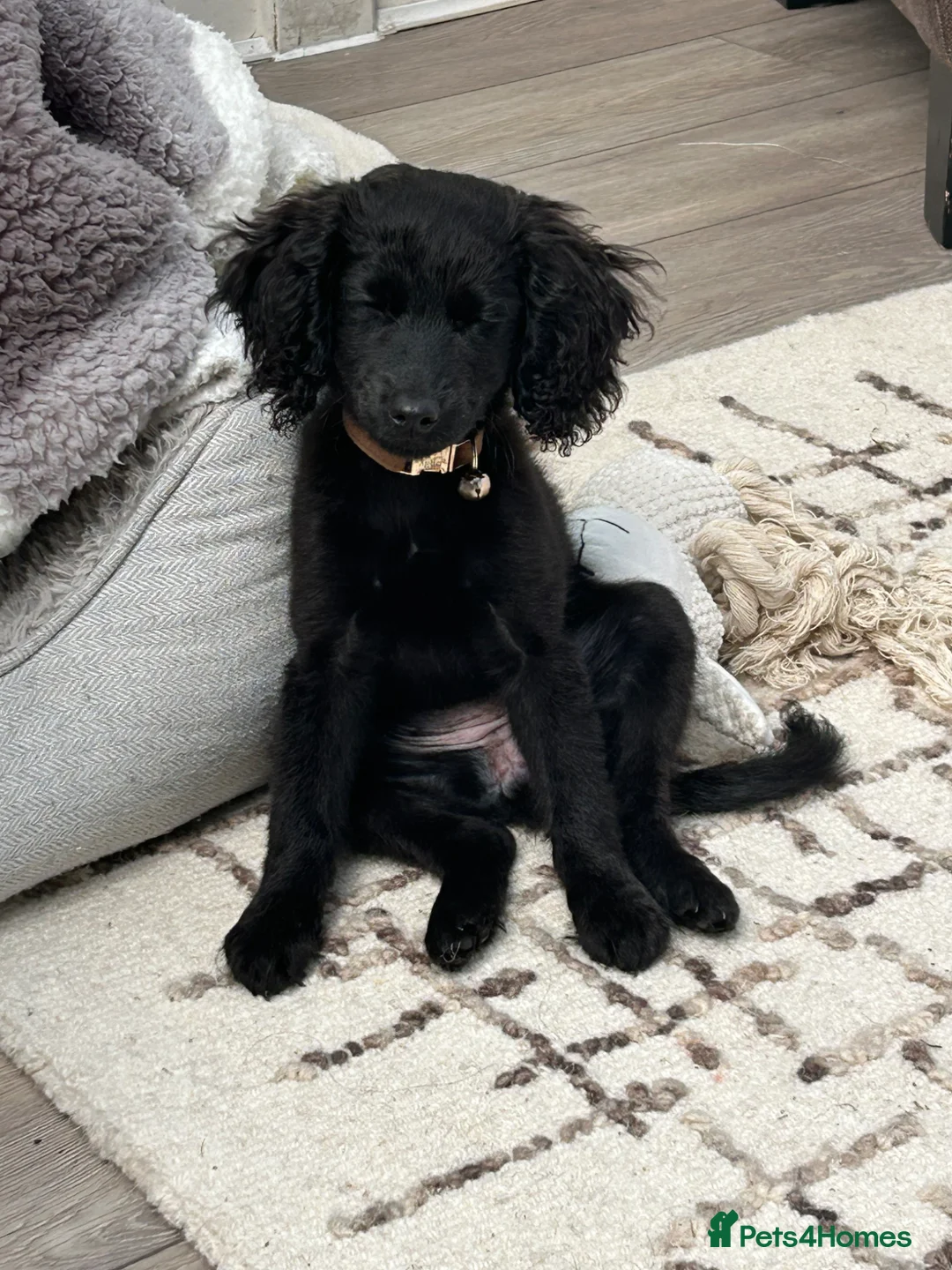 Cockapoo dogs for sale: Dolly - 1 year old Toy Cockapoo - Advert 1