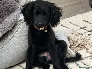 Cockapoo dogs Dolly - 1 year old Toy Cockapoo - Advert 12