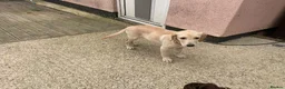 Labrador Retriever dogs for sale: Labrador four month old puppy girl - Advert 5