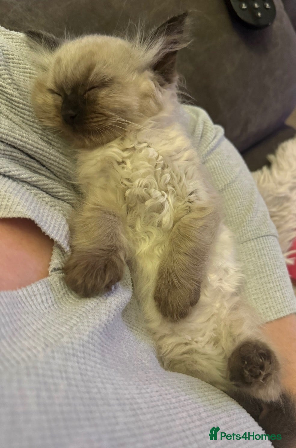 Ragdoll cats 4 beautiful seal point kittens  - Advert 1