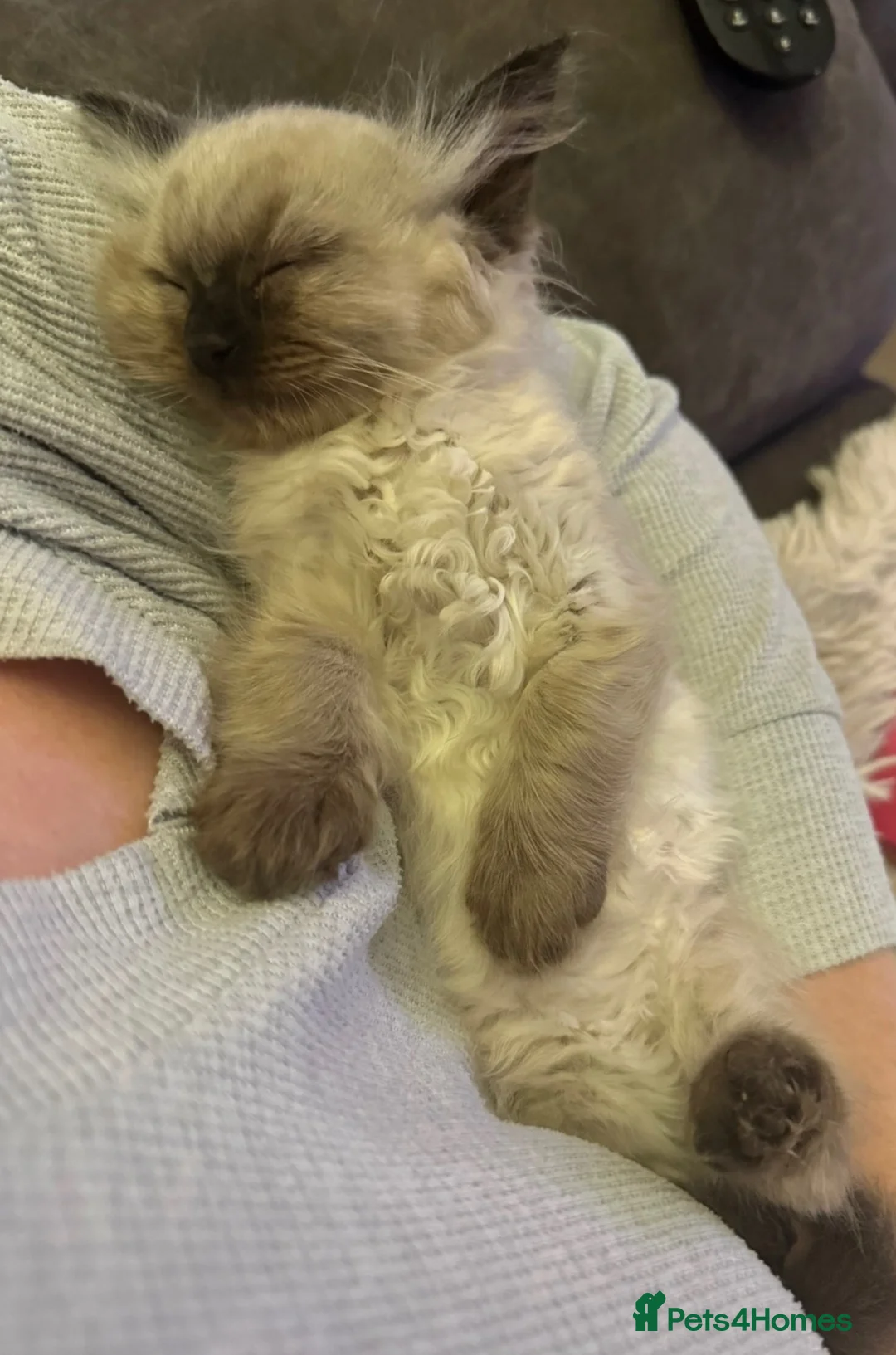 Ragdoll cats for sale: 4 beautiful seal point kittens  - Advert 1