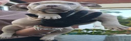 American Bully dogs for sale: Exclusive American Bully Pocket Premium Line - Advert 8