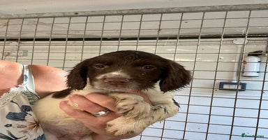 English Springer Spaniel dogs - Advert 2