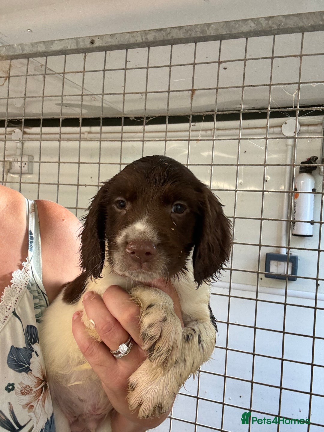 English Springer Spaniel dogs for sale: Springer Spaniel Puppies Ready to go - Image 4