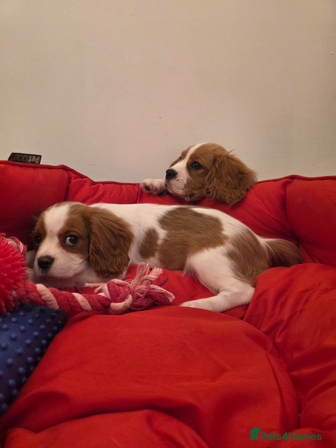 Cavalier King Charles Spaniel dogs for sale: Beautiful Cavalier King Charles Puppies - Image 14