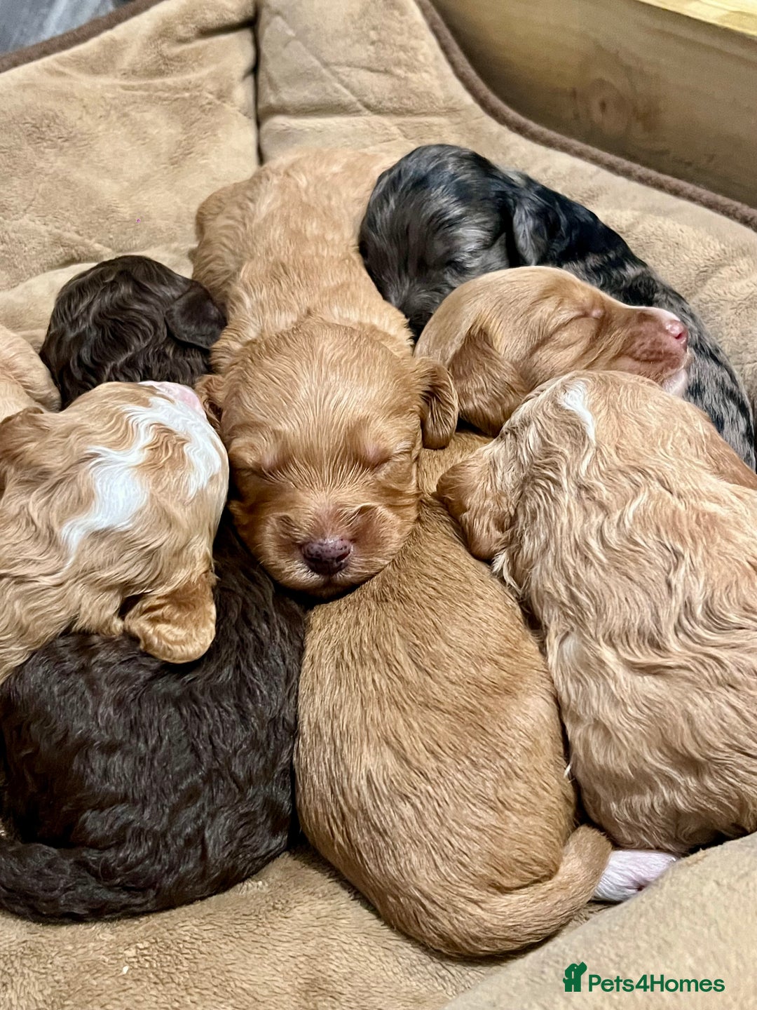 Cockapoo dogs for sale: 🐾STUNNING COCKAPOO PUPPIES🐾DNA TESTED PARENTS🧬 - Image 5